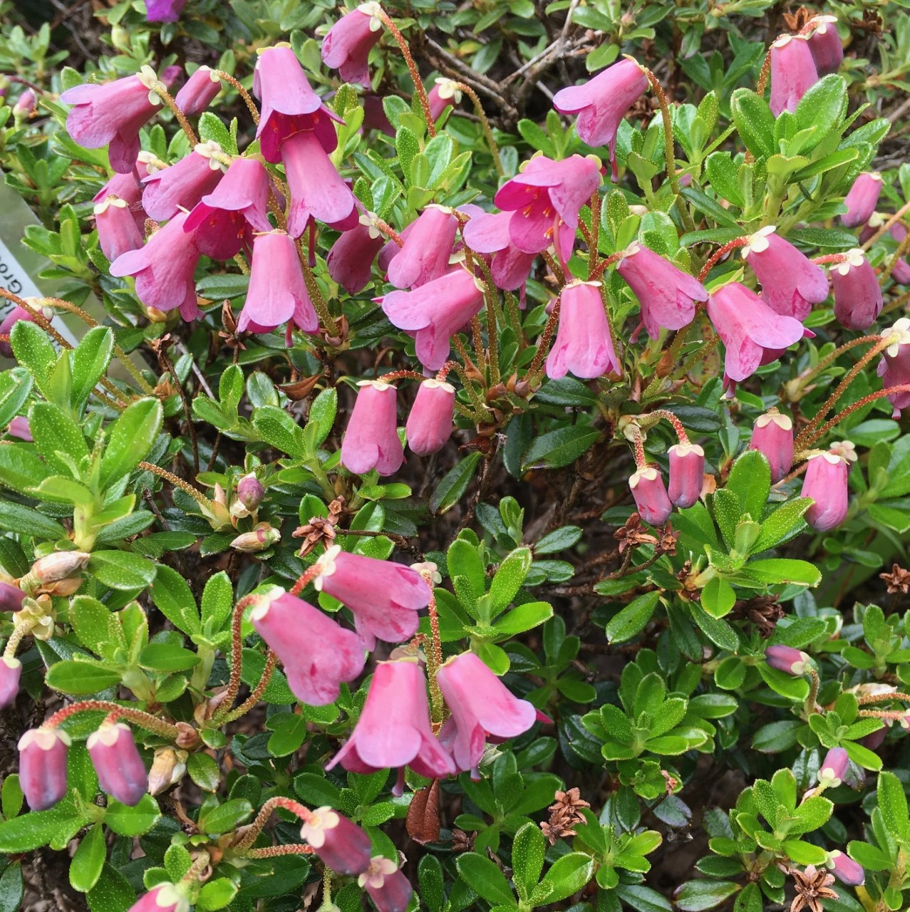 R. campylogynum Myrtilloides Group AGM